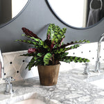 Calathea Rattlesnake with Decorative Pot