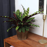 Calathea Rattlesnake with Decorative Pot