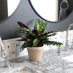 Calathea Rattlesnake with Decorative Pot