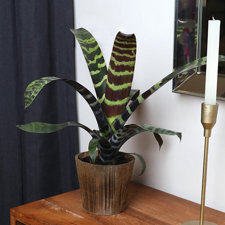 Zebra Plant in a Decorative Pot