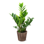 5-Inch ZZ Plant in Decorative Pot