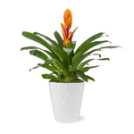 5-Inch Bromeliad in Decorative Pot