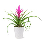 5-Inch Bromeliad in Decorative Pot