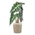 Alocasia Polly with Decorative Pot