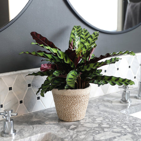 Calathea Rattlesnake with Decorative Pot