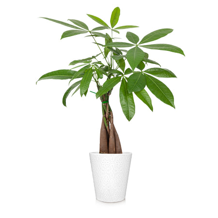 Money Tree in White Pot