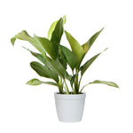 Green Chinese Evergreen Plant