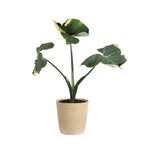 Mickey Mouse Alocasia (Alocasia Xanthosoma Variegata)