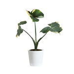 Mickey Mouse Alocasia (Alocasia Xanthosoma Variegata)