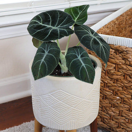 Alocasia Black Velvet