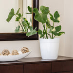 Mickey Mouse Alocasia (Alocasia Xanthosoma Variegata)