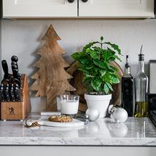 Arabica Coffee Gift Plant