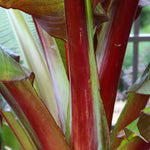 Red Abyssinian Banana Tree