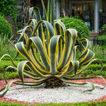 Variegated Century Plant