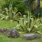 Variegated Century Plant
