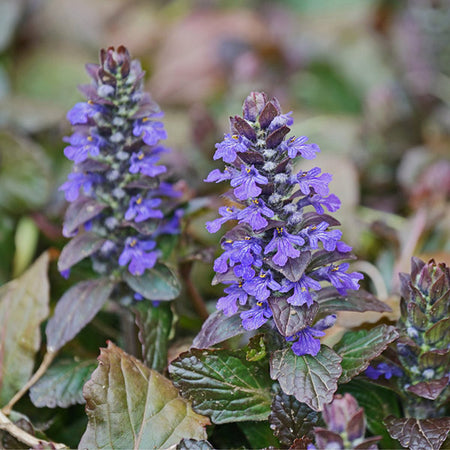 Chocolate Chip Ajuga Plant