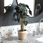 Alocasia Polly with Decorative Pot