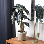 Alocasia Polly with Decorative Pot