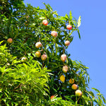 Alphonso Mango Tree