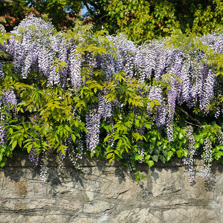 Amethyst Falls Wisteria Vine