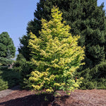 Amber Glow™ Redwood Tree