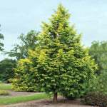 Amber Glow Redwood has yellow-green foliage.