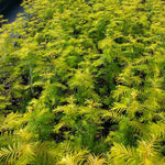 Amber Glow™ Redwood Tree