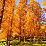 Amber Glow Redwoods have intense orange fall color.
