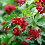 American Cranberry Bush