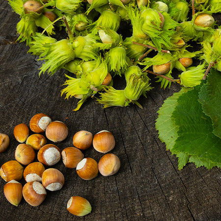 American Hazelnut Tree
