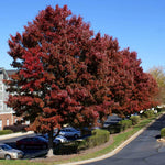 Dark Red Color Fall Foliage