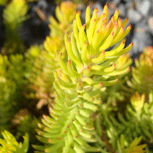 Angelina Sedum Shrub