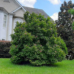 After its spring flush of blooms Ann is lush and green.