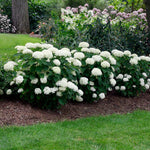 Images shown are of mature plants <br>Courtesy of Proven Winners - www.provenwinners.com