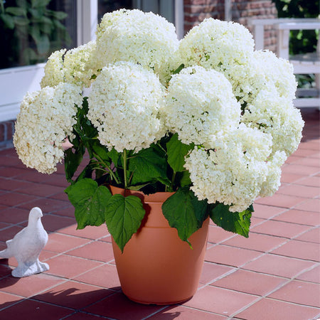 Annabelle Hydrangea Shrub (amz)