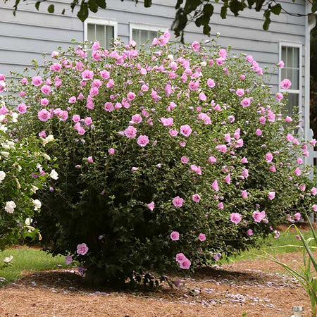 Aphrodite Rose of Sharon Althea Shrub