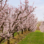 Flowers will cover your Blenheim in the spring.