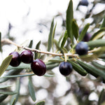 Arbequina Olive Tree