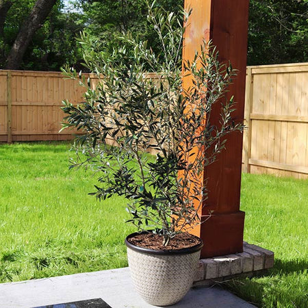 Arbequina Olive Tree