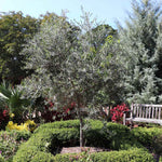Arbequina Olive Tree