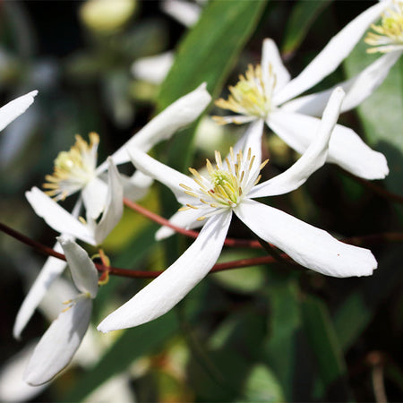 Armandii Clematis Vine