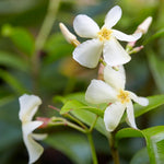 Asiatic Jasmine Shrub