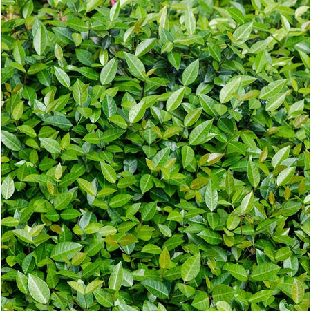 Asiatic Jasmine Shrub