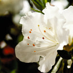 Autumn Angel® Encore® Azalea Shrub