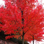 Electric fall color!