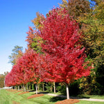 Electric fall color!