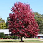 Autumn Blaze® Maple Tree