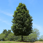 Autumn Blaze® Maple Tree