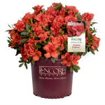 Autumn Embers Azalea