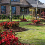 Autumn Embers Azalea